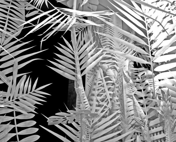 Lara Packheiser - White Jungle | Fiona Bennett - artistspool.com