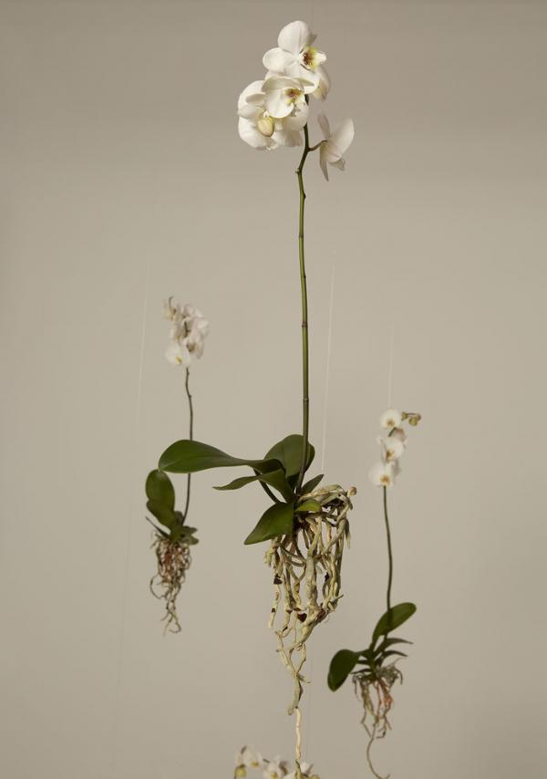 Yilmaz Aktepe - Blossom - artistspool.com